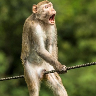 Avatar of Telegram channel "Funny Animals" @funnyanimals_1