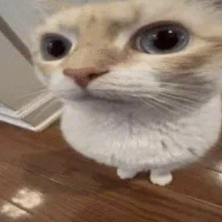 silly cats daily & cf - TgScanner