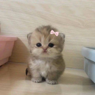 Аватар Телеграм канала "💖⋆｡°₊Пряничка☽˚⁺‧͙⁺💖" @pryanichkaogo