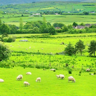 Irish Family - TgScanner