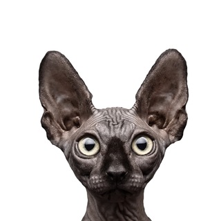 Кот Костян - официальный канал🇷🇺 - TgScanner