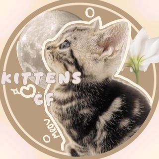 Котятки кф - TgScanner