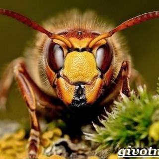 Дельфинарий Ковалевского - TgScanner