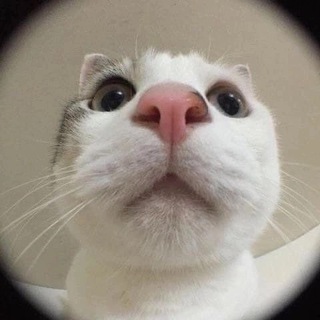 Avatar del canal de Telegram "канал без смысловой нагрузки" @membezsmysla