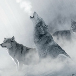 Аватар Телеграм каналу "Ruf des Weißen Wolfes" @folgedempfad