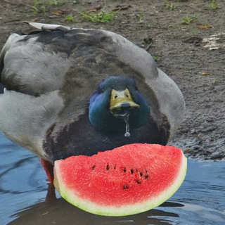🍉 Ммммммм, мєми мої мєми 🇺🇦 #УкрТґ - TgScanner