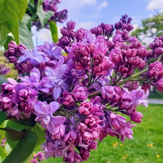 Московская афиша - TgScanner