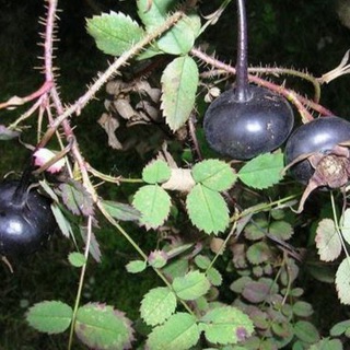 black dog rose - TgScanner