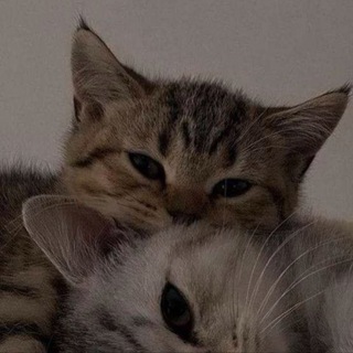 Avatar of Telegram channel "Я хочу" @YAAhoCHuuha