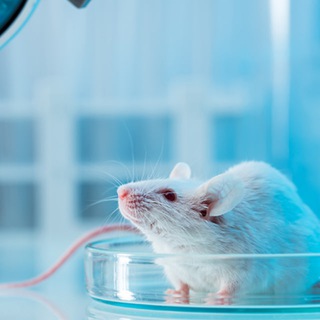 TUMS Basic Sciences Olympiad Channel - TgScanner