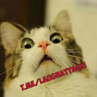 Мемы | видосы - TgScanner