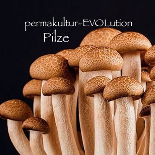 Аватар Телеграм каналу "Perma-Pilz 🍄" @pilzwissensgruppe
