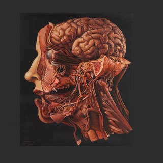 Медицина 18+ - TgScanner