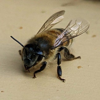 Telegram频道 "IAF - Bees 🐝" @iaf_bees 的头像