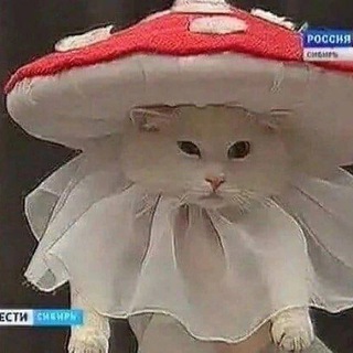 °ೃ❀Львиный домೃ๑• - TgScanner