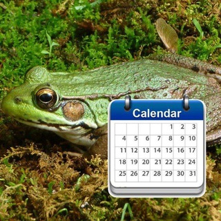 Avatar of Telegram channel "daily frogs" @frogaday