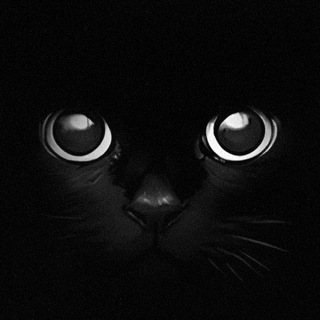 Avatar of Telegram channel "Kito Community" @kitocommunity