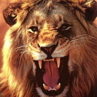 Avatar of Telegram channel "Legend calls🦁" @legendcall