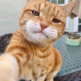 Avatar del canal de Telegram "Шерстяной переполох" @cat2cats
