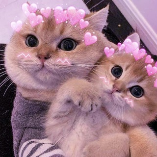 котячий гороскоп - TgScanner