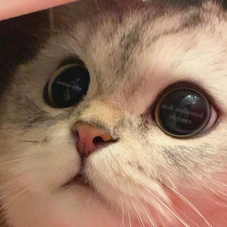 Avatar of Telegram channel "димушвили" @endyouworld