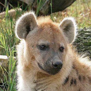Avatar of Telegram channel "A collection of Hyenas" @manyfuckinghyenas