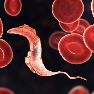 Avatar of Telegram channel "Parasites Meet Cells 🪱" @parasitesmeetcells