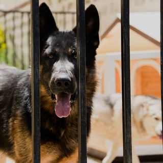 Canine Paradise - TgScanner