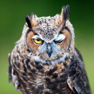 Avatar of Telegram channel "Совушки 🦉" @+BMjKzL9VC5g2ZWYy