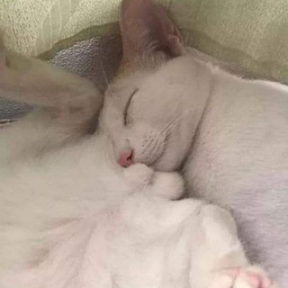 Аватар Телеграм канала "🙀 Ma che Cats 🙀" @machecats