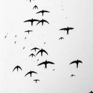 the conference of the birds - TgScanner