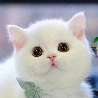 Sticker Group Chat - TgScanner