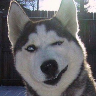 Avatar of Telegram channel "Artem_pivo" @xd_vidos