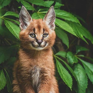 Живтоне/Animolz - TgScanner