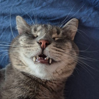 I'm just a meme machine - TgScanner