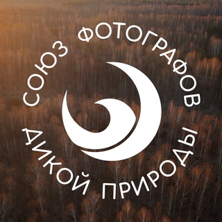 СФДП живое общение - TgScanner