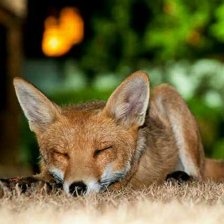 Avatar of Telegram channel "Foxes" @r_foxes