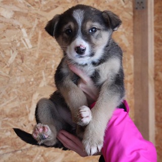 Аватар Телеграм канала "Собака из Иннополиса ищет дом" @innopolis_dogs