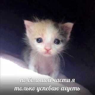 Аватар Телеграм канала "Ниша (Незаконченная История)" @nisha160ni