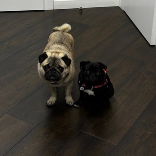 DOUBLEDOG COMMUNITY Chat - TgScanner