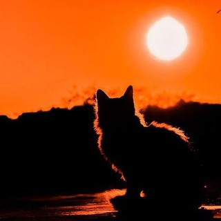 Новый Мировой Бардак - TgScanner