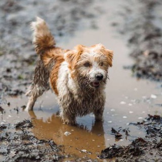 Твой пет проект - TgScanner