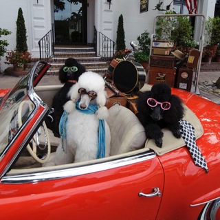 Avatar of Telegram channel "Who let the dogs out" @dogstyleblog