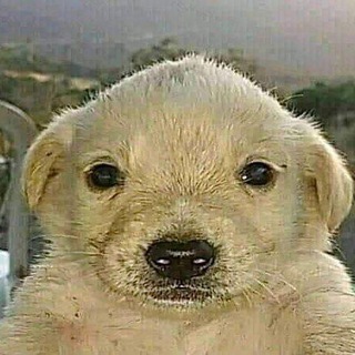 Puppy Hivemind - TgScanner