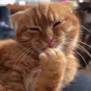 Cat Humor 😺 | Смішні котики 😹 - TgScanner