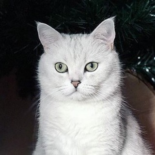 Славный Друже Oblomoff - TgScanner