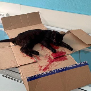 Аватар Телеграм канала "Помощь черному котику Нуару 🐈‍⬛️" @nuar_the_cat