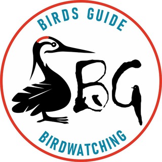 "Birds Guide" @siberianbirds Telegram арнасының аватары