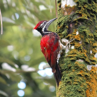 Аватар Телеграм канала "Ceylon Wildlife Photography" @ceylonwildlife