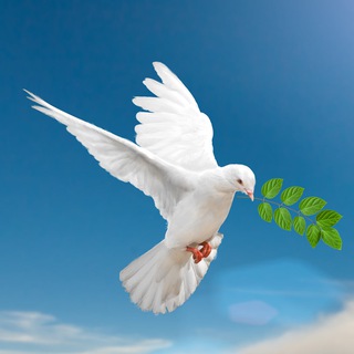 Галина Царёва (официальный) - TgScanner